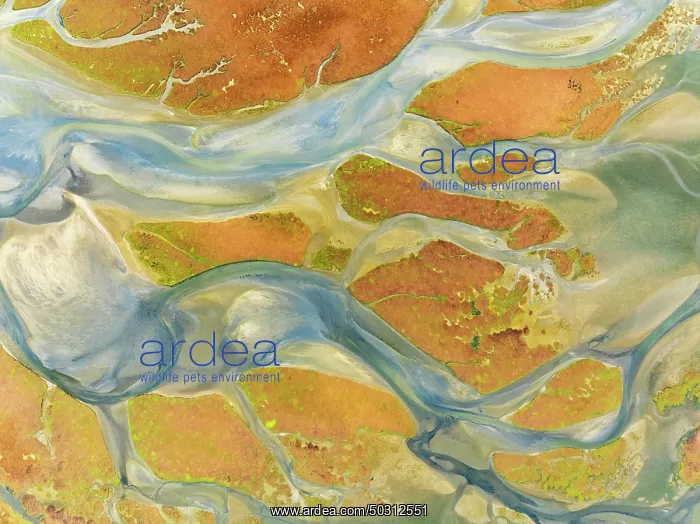 : Streams at low tide in the marshland of the Walvis Bay lagoon : Streams at low tide in the marshland of the Walvis Bay lagoon