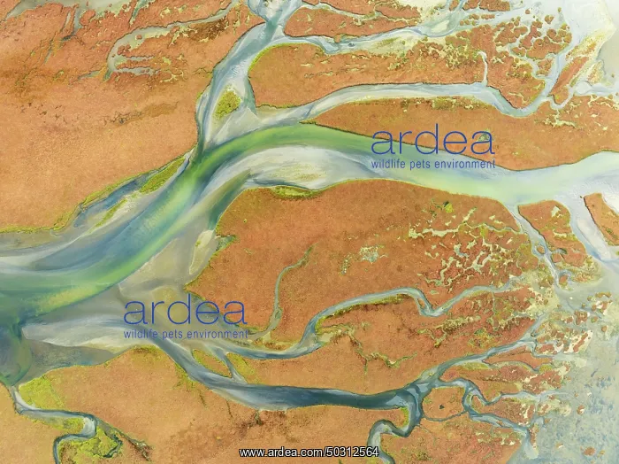 : Streams at low tide in the marshland of the Walvis Bay lagoon : Streams at low tide in the marshland of the Walvis Bay lagoon