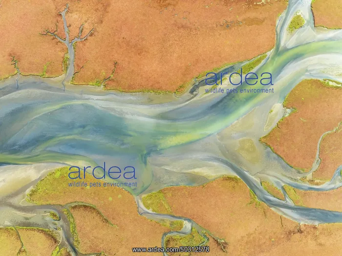 : Streams at low tide in the marshland of the Walvis Bay lagoon : Streams at low tide in the marshland of the Walvis Bay lagoon
