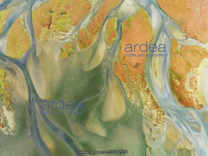 : Streams at low tide in the marshland of the Walvis Bay lagoon : Streams at low tide in the marshland of the Walvis Bay lagoon