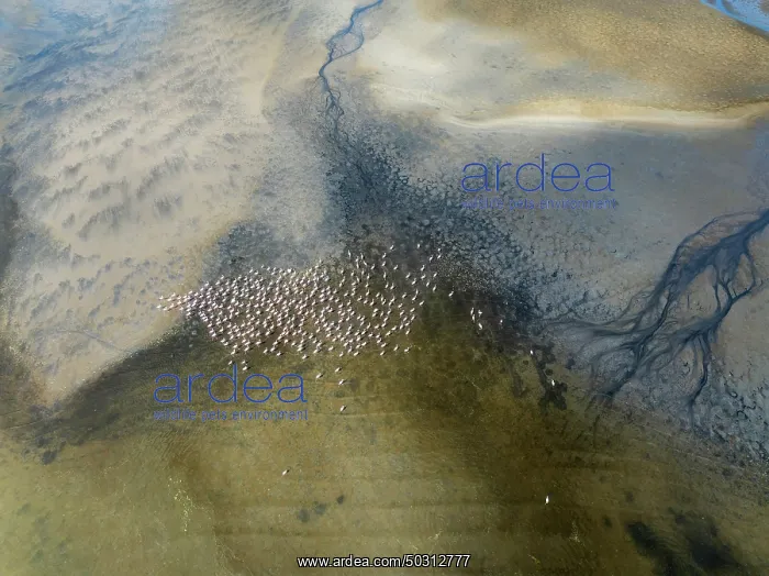 : Streams and marshes at low tide with Greater Flamingos (Phoenicopterus ruber) : Streams and marshes at low tide with Greater Flamingos (Phoenicopterus ruber)