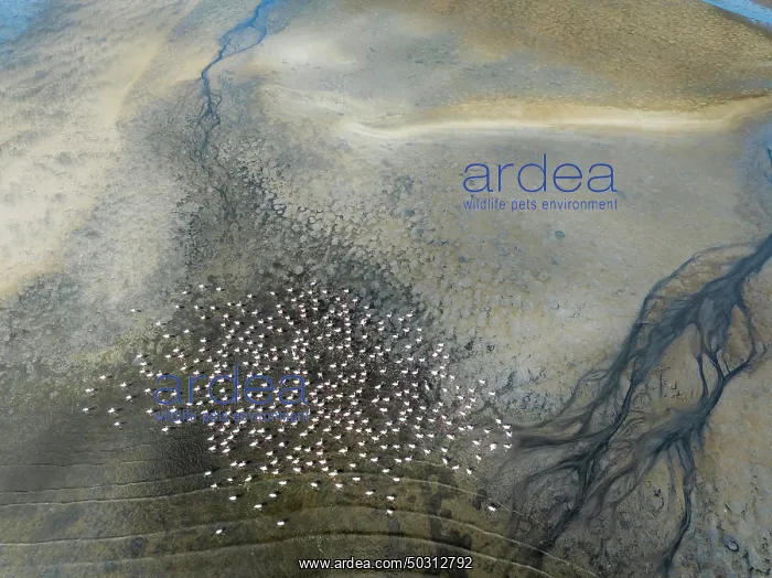 : Streams and marshes at low tide with Greater Flamingos (Phoenicopterus ruber) : Streams and marshes at low tide with Greater Flamingos (Phoenicopterus ruber)