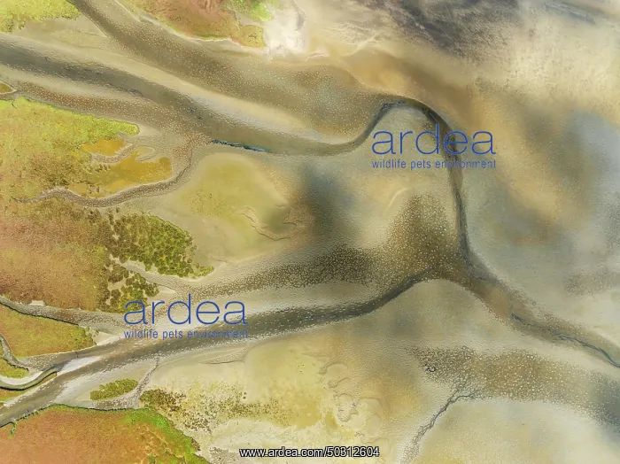 : Streams and marshes at low tide in the wetlands of the Walvis Bay lagoon : Streams and marshes at low tide in the wetlands of the Walvis Bay lagoon