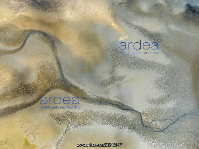 : Streams and marshes at low tide in the wetlands of the Walvis Bay lagoon : Streams and marshes at low tide in the wetlands of the Walvis Bay lagoon