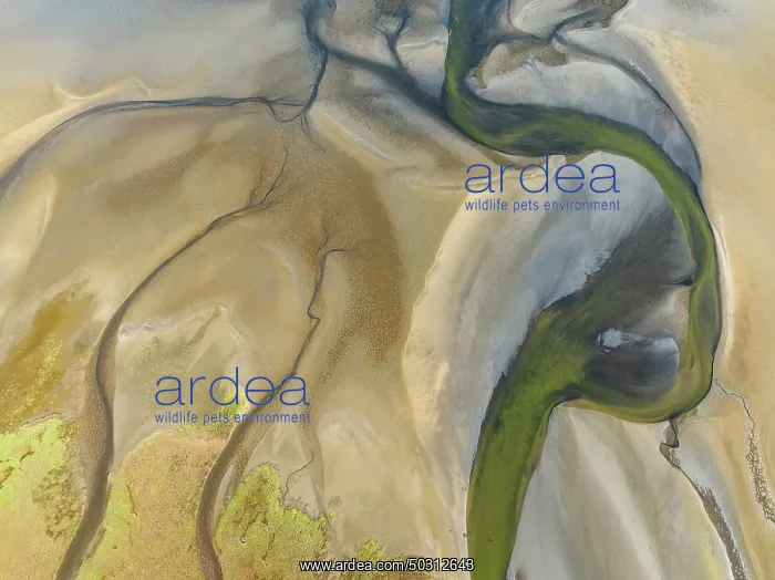 : Streams and marshes at low tide in the wetlands of the Walvis Bay lagoon : Streams and marshes at low tide in the wetlands of the Walvis Bay lagoon