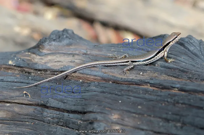 : Streamside Skink : Streamside Skink