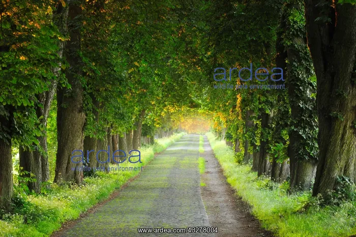 : Street with cobblestone pavement through old chestnut : Street with cobblestone pavement through old chestnut