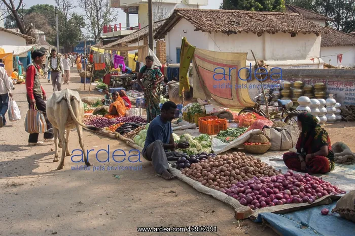 : Street market in Kanha : Street market in Kanha