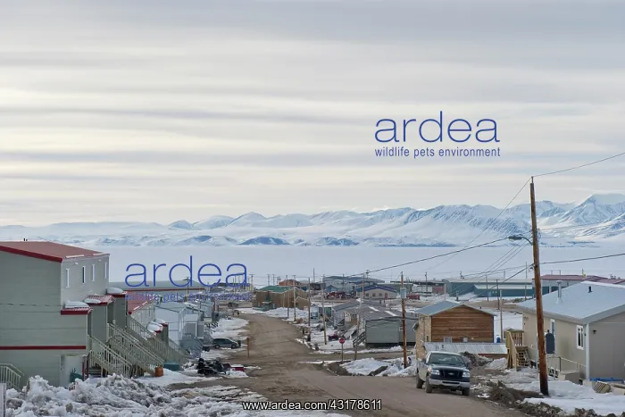 : Street in Pond Inlet leading to Nafin Bay : Street in Pond Inlet leading to Nafin Bay