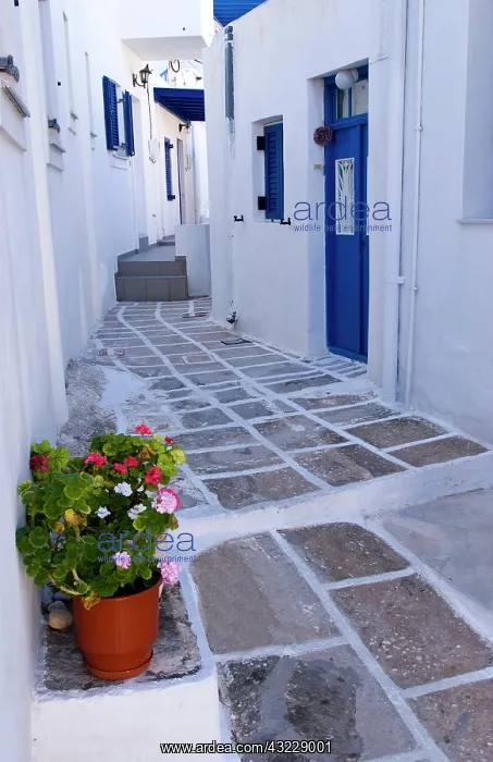 : Street scene on a small island town, Naoussa : Street scene on a small island town, Naoussa