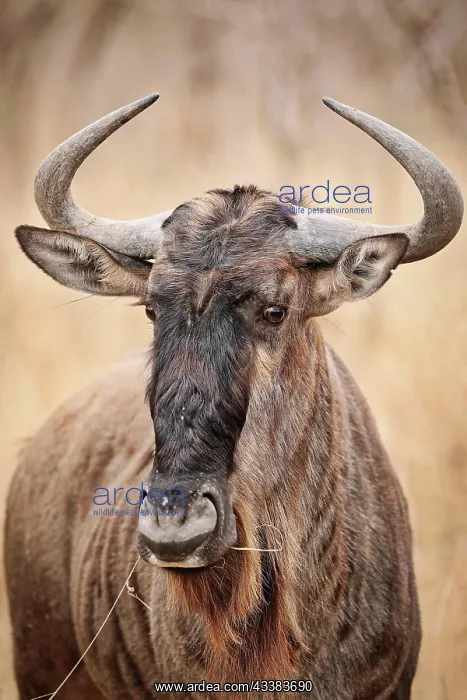 : Streifengnu, blue wildebeest (Connochaetes taurinus), S : Streifengnu, blue wildebeest (Connochaetes taurinus), S