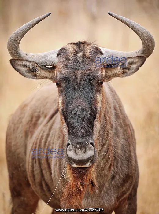 : Streifengnu, blue wildebeest (Connochaetes taurinus), S : Streifengnu, blue wildebeest (Connochaetes taurinus), S