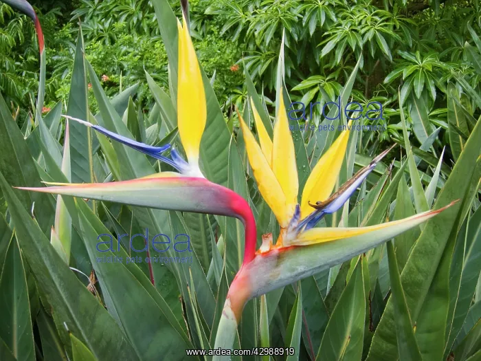 : Strelitzia / Crane Flower / Bird of Paradise : Strelitzia / Crane Flower / Bird of Paradise
