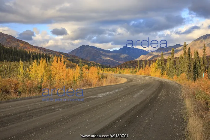 : A stretch of the Dempster Highway as it passes through the boreal forest near Tombstone Territorial Park : A stretch of the Dempster Highway as it passes through the boreal forest near Tombstone Territorial Park
