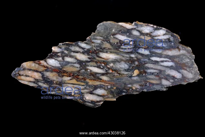 : Stretched Pebble Conglomerate : Stretched Pebble Conglomerate