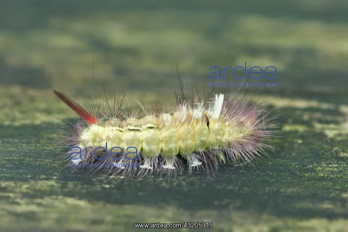 : Stretcherfoot, Pale tussock (Calliteara pudibunda) : Stretcherfoot, Pale tussock (Calliteara pudibunda)