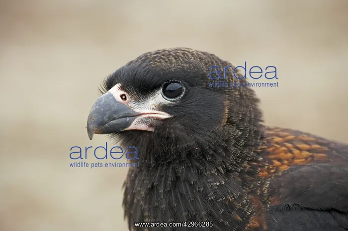 : Striated Caracara : Striated Caracara