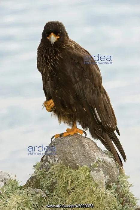  : Striated Caracara