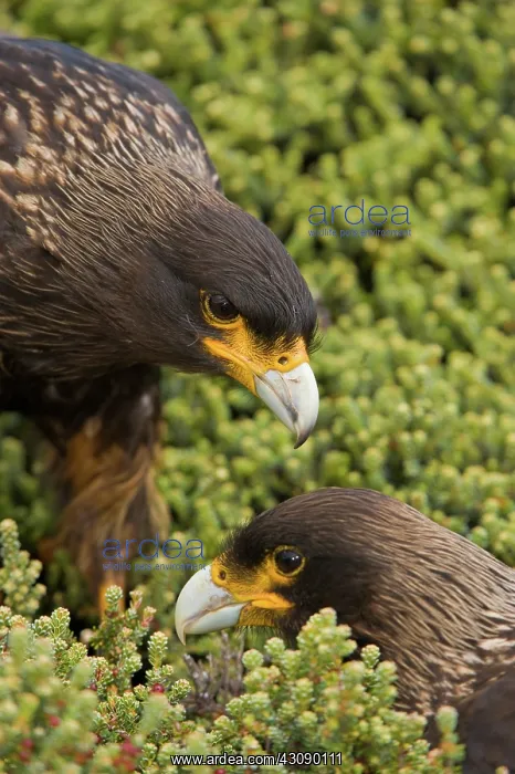 : Striated Caracara : Striated Caracara