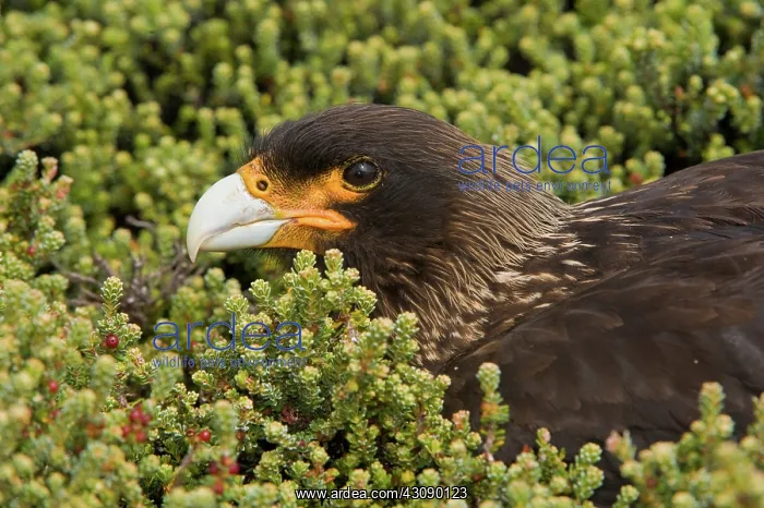 : Striated Caracara : Striated Caracara