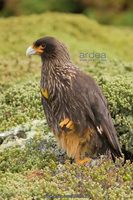 : Striated Caracara : Striated Caracara