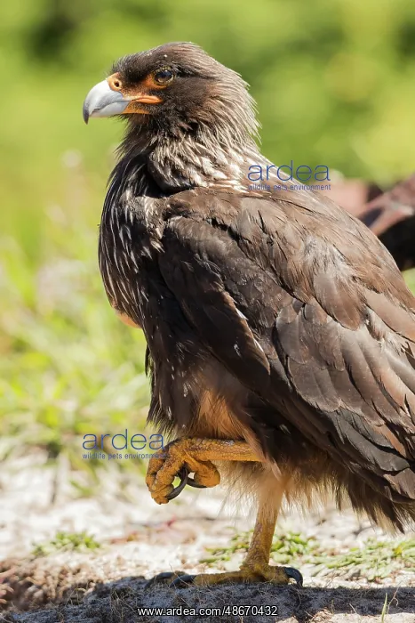  : Striated caracara adult resting with one foot up, Carcass