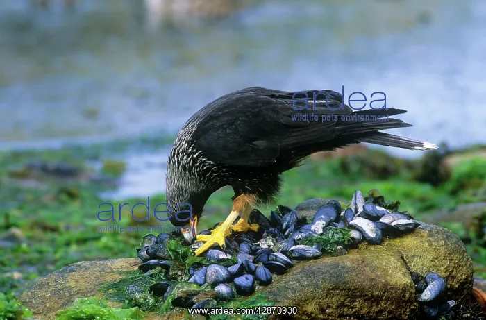  : Striated Caracara - feeding on mussels