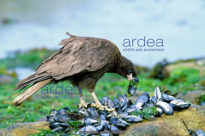 : Striated Caracara (Johnny Rook) - feeding on mussels : Striated Caracara (Johnny Rook) - feeding on mussels