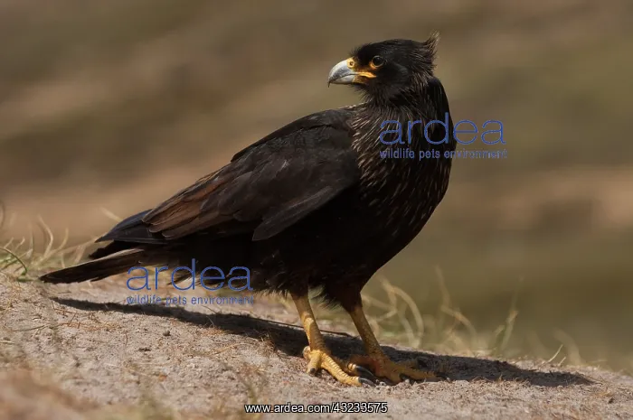 : Striated Caracara or Johnny Rook (Phalcoboenus : Striated Caracara or Johnny Rook (Phalcoboenus