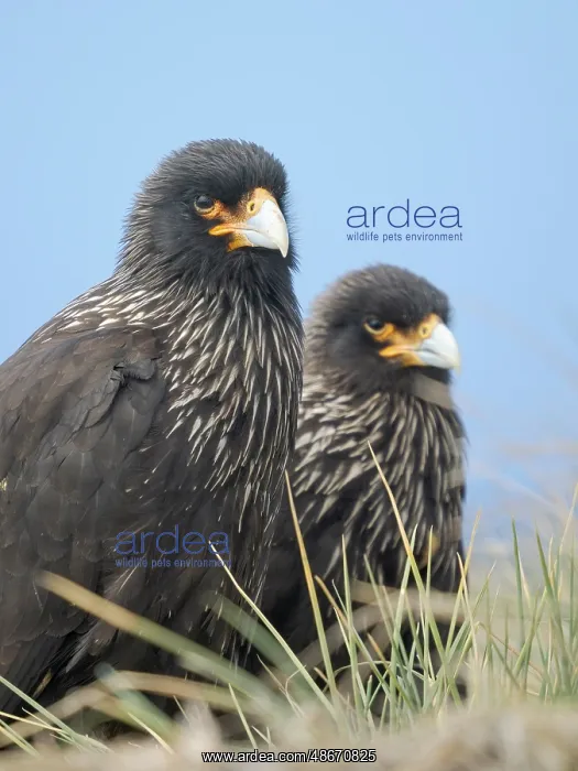 : Striated caracara or Johnny Rook, rare bird of prey : Striated caracara or Johnny Rook, rare bird of prey