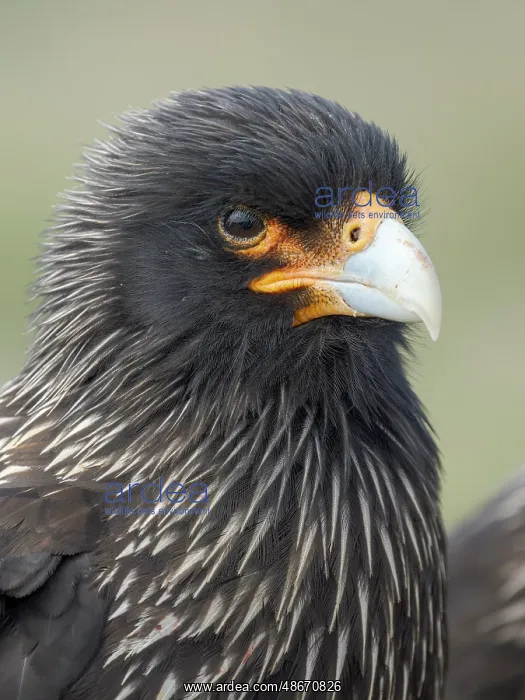 : Striated caracara or Johnny Rook, rare bird of prey : Striated caracara or Johnny Rook, rare bird of prey