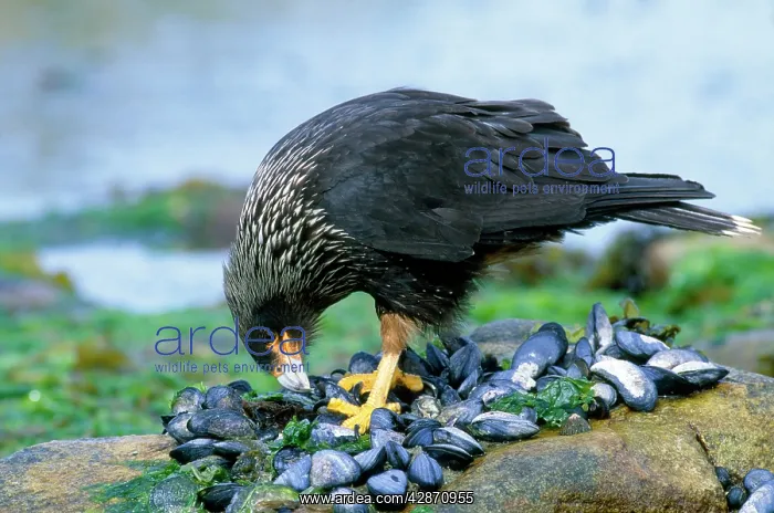 : Striated Caracara / Jonny Rook - feeding on mussels : Striated Caracara / Jonny Rook - feeding on mussels