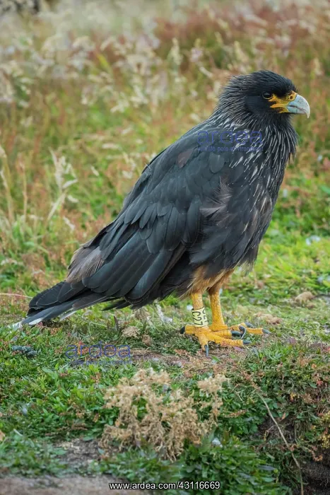 : Striated Caracara (Phalcoboenus australis), also : Striated Caracara (Phalcoboenus australis), also