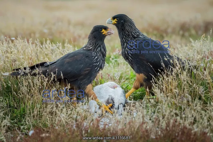 : Striated Caracaras (Phalcoboenus australis), also : Striated Caracaras (Phalcoboenus australis), also