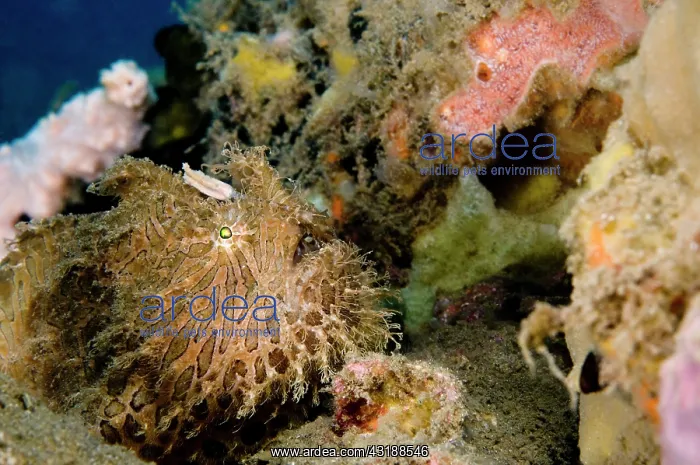 : Striated Frogfish : Striated Frogfish
