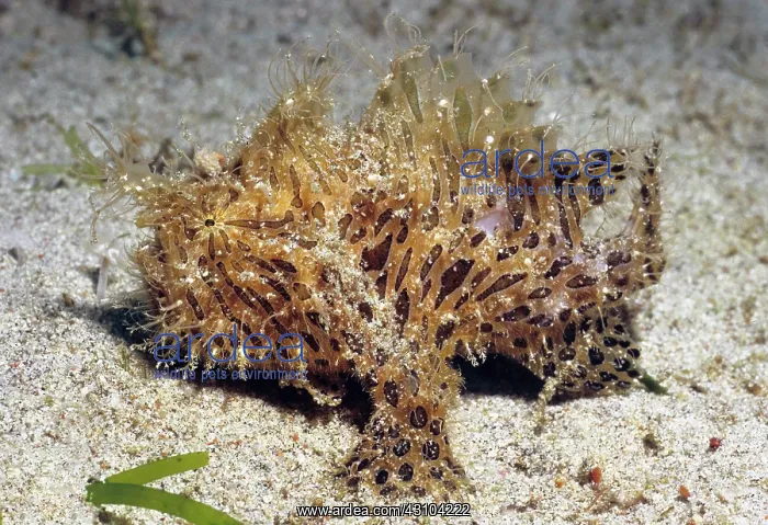 : Striated frogfish (Antennarius striatus), Pacific : Striated frogfish (Antennarius striatus), Pacific