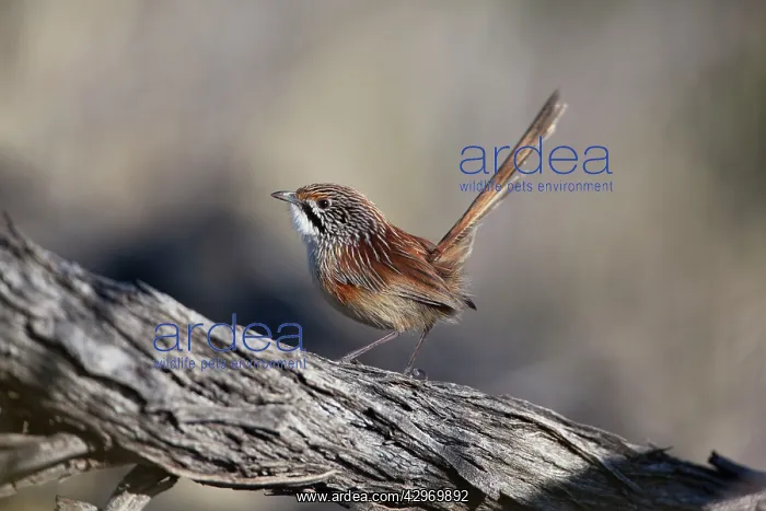 : Striated Grasswren : Striated Grasswren