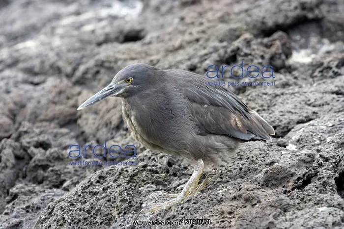 : Striated Green Heron : Striated Green Heron