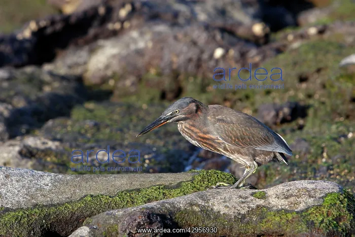 : Striated Green Heron of Galapagos : Striated Green Heron of Galapagos