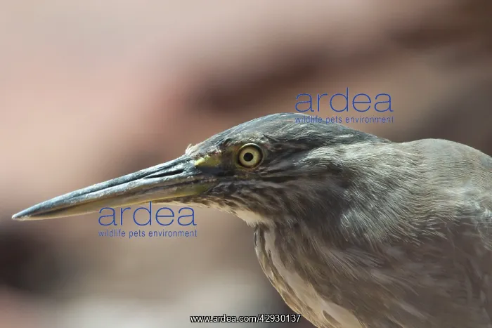 : Striated Heron : Striated Heron