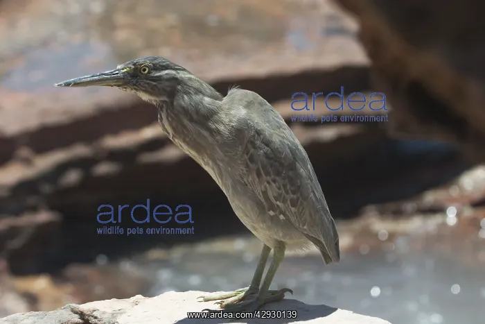 : Striated Heron : Striated Heron