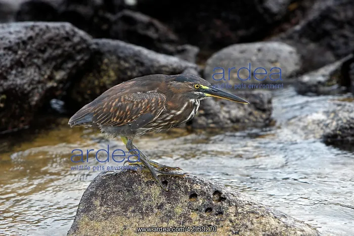 : Striated Heron : Striated Heron