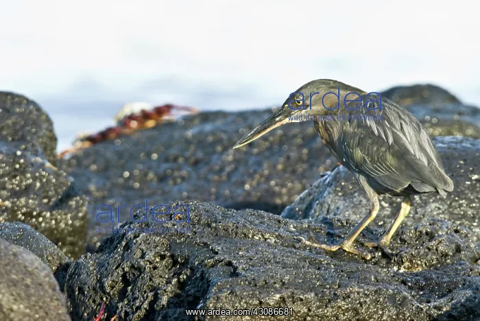 : Striated heron : Striated heron