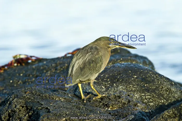 : Striated heron : Striated heron