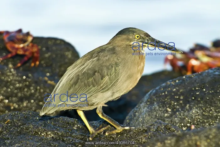 : Striated heron : Striated heron