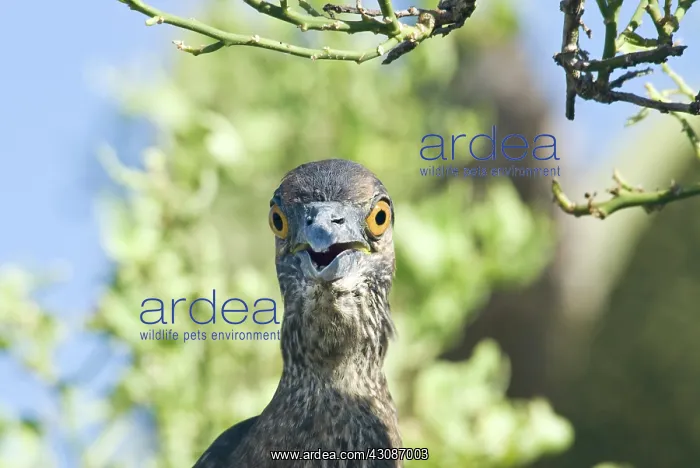  : Striated heron