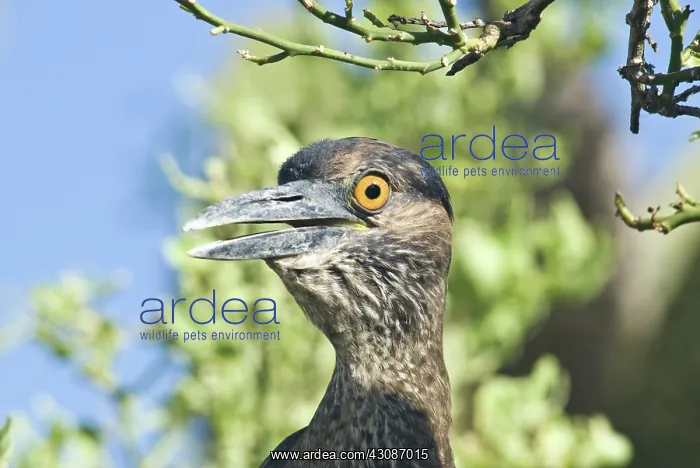 : Striated heron : Striated heron