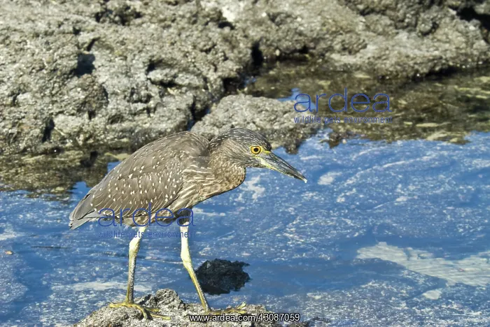 : Striated heron : Striated heron
