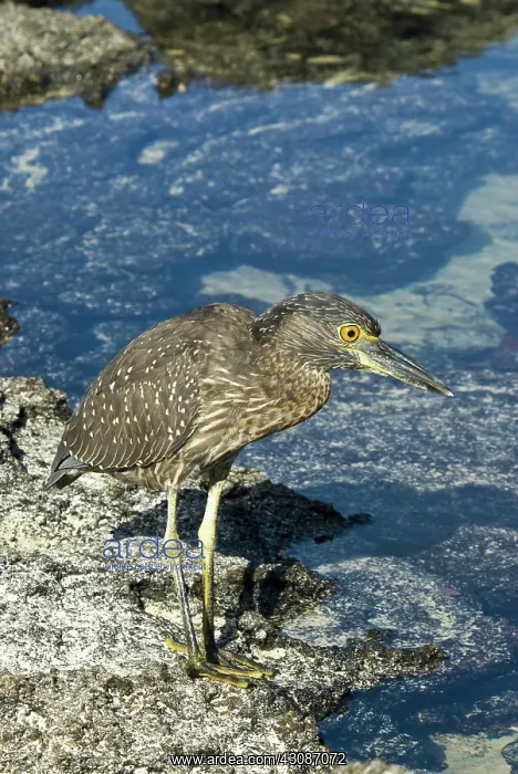 : Striated heron : Striated heron