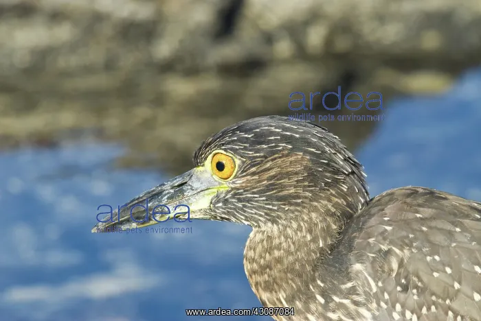 : Striated heron : Striated heron